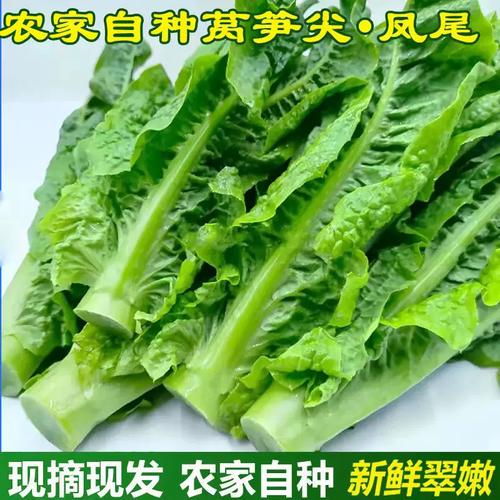 当季新鲜蔬菜 莴笋尖 刷火锅凤尾农民自产 自销莴笋叶 3斤装包邮